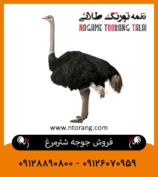 فروش جوجه شترمرغ